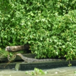 Een leguaan aan de oevers van de klongs in Bangkok<br/>Copyright © JTravel.nl Een leguaan aan de oevers van de klongs in Bangkok / Copyright © JTravel.nl