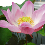 Lotusbloem in de Wat Phra Kaew in Bangkok<br/>Copyright © JTravel.nl Lotusbloem in de Wat Phra Kaew in Bangkok / Copyright © JTravel.nl