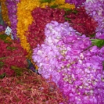 Orchideeën op de Bloemenmarkt Pak Khlong Talat in Bangkok<br/>Copyright © JTravel.nl Orchideeën op de Bloemenmarkt Pak Khlong Talat in Bangkok / Copyright © JTravel.nl