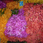 Orchideeën op de Bloemenmarkt Pak Khlong Talat in Bangkok<br/>Copyright © JTravel.nl Orchideeën op de Bloemenmarkt Pak Khlong Talat in Bangkok / Copyright © JTravel.nl