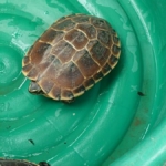 tijdens de boottocht op de Chao Praya in Bangkok<br/>Copyright © JTravel.nl Schildpadden tijdens de boottocht op de Chao Praya in Bangkok / Copyright © JTravel.nl