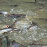Vissen in de klongs in Bangkok<br/>Copyright © JTravel.nl Vissen in de klongs in Bangkok / Copyright © JTravel.nl
