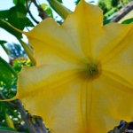 Trompetplant nabij horecagelegenheid de Plantage in de Hortus Haren<br/>Copyright © JTravel.nl Trompetplant nabij horecagelegenheid de Plantage in de Hortus Haren / Copyright © JTravel.nl