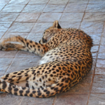 Jachtluipaard bij de ingang van Tshukudu Game Reserve<br/>Copyright © JTravel.nl Jachtluipaard bij de ingang van Tshukudu Game Reserve / Copyright © JTravel.nl