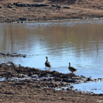 Nijlganzen tijdens de gamedrive in Tshukudu Game Reserve<br/>Copyright © JTravel.nl Nijlganzen tijdens de gamedrive in Tshukudu Game Reserve / Copyright © JTravel.nl