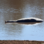 Nijlpaard tijdens de gamedrive in Tshukudu Game Reserve<br/>Copyright © JTravel.nl Nijlpaard tijdens de gamedrive in Tshukudu Game Reserve / Copyright © JTravel.nl