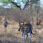 Zebra's tijdens de gamedrive in Tshukudu Game Reserve<br/>Copyright © JTravel.nl Zebra's tijdens de gamedrive in Tshukudu Game Reserve / Copyright © JTravel.nl