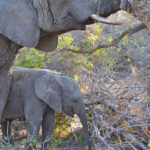 Olifanten tijdens de gamedrive in Tshukudu Game Reserve<br/>Copyright © JTravel.nl Olifanten tijdens de gamedrive in Tshukudu Game Reserve / Copyright © JTravel.nl