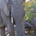 Olifant tijdens de gamedrive in Tshukudu Game Reserve<br/>Copyright © JTravel.nl Olifant tijdens de gamedrive in Tshukudu Game Reserve / Copyright © JTravel.nl