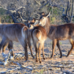 Waterbokken tijdens de gamedrive in Tshukudu Game Reserve<br/>Copyright © JTravel.nl Waterbokken tijdens de gamedrive in Tshukudu Game Reserve / Copyright © JTravel.nl