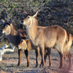 Waterbokken tijdens de gamedrive in Tshukudu Game Reserve<br/>Copyright © JTravel.nl Waterbokken tijdens de gamedrive in Tshukudu Game Reserve / Copyright © JTravel.nl