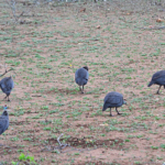 Helmparelhoenders in het Kruger National Park<br/>Copyright © JTravel.nl Helmparelhoenders in het Kruger National Park / Copyright © JTravel.nl
