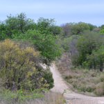 Een weg in het Kruger National Park<br/>Copyright © JTravel.nl Een weg in het Kruger National Park / Copyright © JTravel.nl