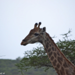 Giraffe op het terrein van Bayala Lodge in Hluhluwe<br/>Copyright © JTravel.nl Giraffe op het terrein van Bayala Lodge in Hluhluwe / Copyright © JTravel.nl