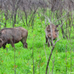 Wrattenzwijnen in Hluhluwe-Imfolozi Game Reserve<br/>Copyright © JTravel.nl Wrattenzwijnen in Hluhluwe-Imfolozi Game Reserve / Copyright © JTravel.nl