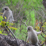 Vervetapen in Hluhluwe-Imfolozi Game Reserve<br/>Copyright © JTravel.nl Vervetapen in Hluhluwe-Imfolozi Game Reserve / Copyright © JTravel.nl