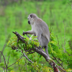 Vervetaap in Hluhluwe-Imfolozi Game Reserve<br/>Copyright © JTravel.nl Vervetaap in Hluhluwe-Imfolozi Game Reserve / Copyright © JTravel.nl
