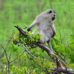 Vervetaap in Hluhluwe-Imfolozi Game Reserve<br/>Copyright © JTravel.nl Vervetaap in Hluhluwe-Imfolozi Game Reserve / Copyright © JTravel.nl