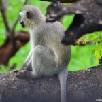 Vervetaap in Hluhluwe-Imfolozi Game Reserve<br/>Copyright © JTravel.nl Vervetaap in Hluhluwe-Imfolozi Game Reserve / Copyright © JTravel.nl