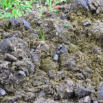 Torren in de olifantenpoep in Hluhluwe-Imfolozi Game Reserve<br/>Copyright © JTravel.nl Torren in de olifantenpoep in Hluhluwe-Imfolozi Game Reserve / Copyright © JTravel.nl