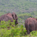 Olifanten in Hluhluwe-Imfolozi Game Reserve<br/>Copyright © JTravel.nl Olifanten in Hluhluwe-Imfolozi Game Reserve / Copyright © JTravel.nl