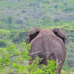 Olifant in Hluhluwe-Imfolozi Game Reserve<br/>Copyright © JTravel.nl Olifant in Hluhluwe-Imfolozi Game Reserve / Copyright © JTravel.nl
