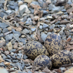 Eieren van de zuidelijke lelkieviet in Hluhluwe-Imfolozi Game Reserve<br/>Copyright © JTravel.nl Eieren van de zuidelijke lelkieviet in Hluhluwe-Imfolozi Game Reserve / Copyright © JTravel.nl
