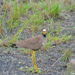 Zuidelijke lelkieviet in Hluhluwe-Imfolozi Game Reserve<br/>Copyright © JTravel.nl Zuidelijke lelkieviet in Hluhluwe-Imfolozi Game Reserve / Copyright © JTravel.nl