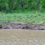 Krokodil in Hluhluwe-Imfolozi Game Reserve<br/>Copyright © JTravel.nl Krokodil in Hluhluwe-Imfolozi Game Reserve / Copyright © JTravel.nl