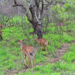Kudus's in Hluhluwe-Imfolozi Game Reserve<br/>Copyright © JTravel.nl Kudu's in Hluhluwe-Imfolozi Game Reserve / Copyright © JTravel.nl