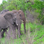 Olifanten in Hluhluwe-Imfolozi Game Reserve<br/>Copyright © JTravel.nl Olifanten in Hluhluwe-Imfolozi Game Reserve / Copyright © JTravel.nl
