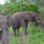 Olifanten in Hluhluwe-Imfolozi Game Reserve<br/>Copyright © JTravel.nl Olifanten in Hluhluwe-Imfolozi Game Reserve / Copyright © JTravel.nl