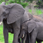 Olifanten in Hluhluwe-Imfolozi Game Reserve<br/>Copyright © JTravel.nl Olifanten in Hluhluwe-Imfolozi Game Reserve / Copyright © JTravel.nl