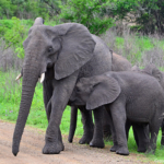 Olifanten in Hluhluwe-Imfolozi Game Reserve<br/>Copyright © JTravel.nl Olifanten in Hluhluwe-Imfolozi Game Reserve / Copyright © JTravel.nl