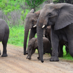 Olifanten in Hluhluwe-Imfolozi Game Reserve<br/>Copyright © JTravel.nl Olifanten in Hluhluwe-Imfolozi Game Reserve / Copyright © JTravel.nl