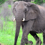 Olifanten in Hluhluwe-Imfolozi Game Reserve<br/>Copyright © JTravel.nl Olifanten in Hluhluwe-Imfolozi Game Reserve / Copyright © JTravel.nl