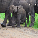 Olifanten in Hluhluwe-Imfolozi Game Reserve<br/>Copyright © JTravel.nl Olifanten in Hluhluwe-Imfolozi Game Reserve / Copyright © JTravel.nl