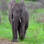Olifanten in Hluhluwe-Imfolozi Game Reserve<br/>Copyright © JTravel.nl Olifanten in Hluhluwe-Imfolozi Game Reserve / Copyright © JTravel.nl