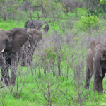 Olifanten in Hluhluwe-Imfolozi Game Reserve<br/>Copyright © JTravel.nl Olifanten in Hluhluwe-Imfolozi Game Reserve / Copyright © JTravel.nl