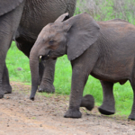 Olifanten in Hluhluwe-Imfolozi Game Reserve<br/>Copyright © JTravel.nl Olifanten in Hluhluwe-Imfolozi Game Reserve / Copyright © JTravel.nl
