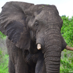 Olifanten in Hluhluwe-Imfolozi Game Reserve<br/>Copyright © JTravel.nl Olifanten in Hluhluwe-Imfolozi Game Reserve / Copyright © JTravel.nl