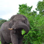 Olifanten in Hluhluwe-Imfolozi Game Reserve<br/>Copyright © JTravel.nl Olifanten in Hluhluwe-Imfolozi Game Reserve / Copyright © JTravel.nl