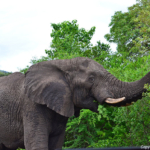 Olifanten in Hluhluwe-Imfolozi Game Reserve<br/>Copyright © JTravel.nl Olifanten in Hluhluwe-Imfolozi Game Reserve / Copyright © JTravel.nl