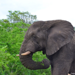 Olifanten in Hluhluwe-Imfolozi Game Reserve<br/>Copyright © JTravel.nl Olifanten in Hluhluwe-Imfolozi Game Reserve / Copyright © JTravel.nl