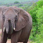 Olifanten in Hluhluwe-Imfolozi Game Reserve<br/>Copyright © JTravel.nl Olifanten in Hluhluwe-Imfolozi Game Reserve / Copyright © JTravel.nl