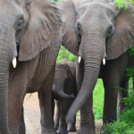 Olifanten in Hluhluwe-Imfolozi Game Reserve<br/>Copyright © JTravel.nl Olifanten in Hluhluwe-Imfolozi Game Reserve / Copyright © JTravel.nl