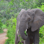Olifanten in Hluhluwe-Imfolozi Game Reserve<br/>Copyright © JTravel.nl Olifanten in Hluhluwe-Imfolozi Game Reserve / Copyright © JTravel.nl