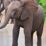 Olifanten in Hluhluwe-Imfolozi Game Reserve<br/>Copyright © JTravel.nl Olifanten in Hluhluwe-Imfolozi Game Reserve / Copyright © JTravel.nl