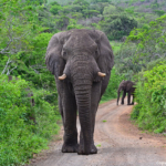 Olifanten in Hluhluwe-Imfolozi Game Reserve<br/>Copyright © JTravel.nl Olifanten in Hluhluwe-Imfolozi Game Reserve / Copyright © JTravel.nl