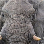 Olifanten in Hluhluwe-Imfolozi Game Reserve<br/>Copyright © JTravel.nl Olifanten in Hluhluwe-Imfolozi Game Reserve / Copyright © JTravel.nl